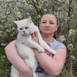 Питомник шотландских кошек Silver&Gold