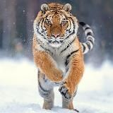 Pradosvets | Trader Capital