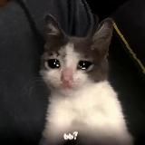 ✨ Гриль вещает