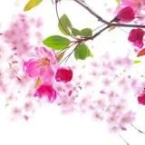 反差人妻/熟女乱伦/极品良家