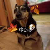 Феня🐾🐶