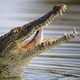 Крокодил 18+