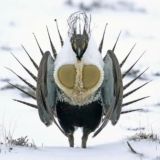 🔥Mixer ЧАТ🔥