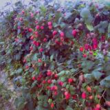 🍇огород Малины🍇