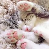 Лапка пушистика