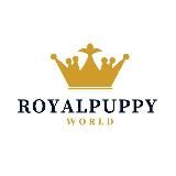 ROYALPUPPYWORLD | Той-пудель | Toy poodle puppies