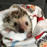 днев литл свити