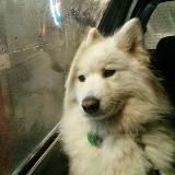 Животные в поисках смысла