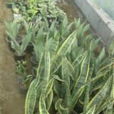 گلخانه گلاره