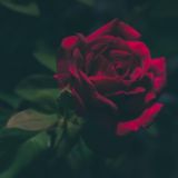 Имя Розы Chat