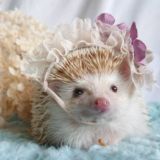 днев литл свити