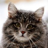 ПЕРЕХОДНИЧОК