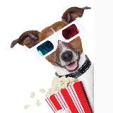 DogsMSK•События
