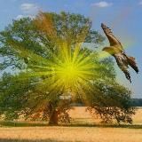 ❣️Wir❣️ Gemeinsam in die neue Zeit 🕊🪶