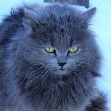 Смешные видео кошки и собаки🐶🐱