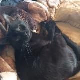 Слепой котик Муасса/Гэндальф Черный