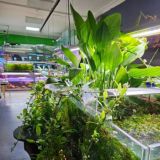 Аквапит🎄2025🐍🐠🌿🍀🐠