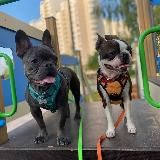 sᴘᴀɪᴋ&ᴏsᴄᴀʀ ᵈᵒᵍˢ