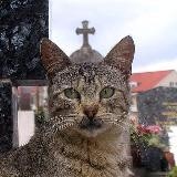 KALAKAZO