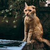 Дай лапу, Белград!