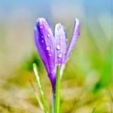 Seelenheil ❤️ Germanische Heilkunde