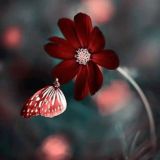 ብርቅርቅታ💕