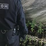 Последний Харвест 🔞