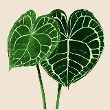 Оля Кузнецкий Мост 🪴