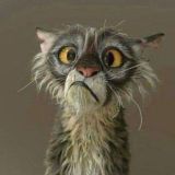 Всяко разно