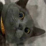 днев литл свити