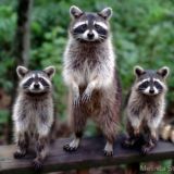 Енотный чат