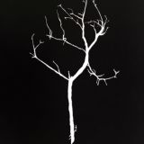 куратор вкуса