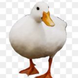 Utka | ХАЛЯВА И ПРОМО