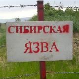 СИБИРСКАЯ ЯЗВА