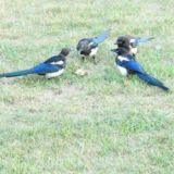 Потрещать...