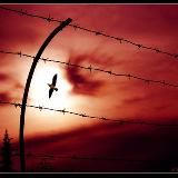 Free Out of the Matrix di Vincenzo Cirigliano