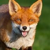 FoxDertSix (Арты, анонсы, новости)