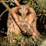 #SPbirdy - о птичках и других животных