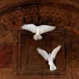 𝑀𝑦 𝑆𝑜𝑢𝑙🕊