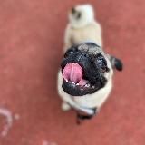 Мопсанутая 🐶 Москва