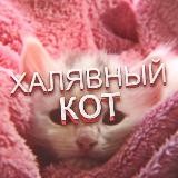 ХАЛЯВНЫЙ КОТ 🐈