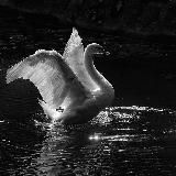 𝐏𝐮𝐭𝐧𝐢𝐤𝐢 🪽