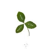 клеверный ⊹ дневник