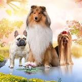 Мир собак official