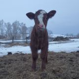 Семья Фетистовых