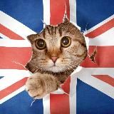English in polls 🇬🇧 | English Language