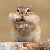 Жадный бурундук