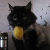 Жизнь картошки