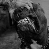 ✴️R̶e̶p̶r̶o̶s̶s̶i̶a̶✴️