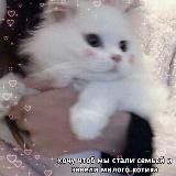 𐑺 ֗ ִ ˖ котики ෆ 🏹 ִֶָ